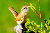 Caroline Wren