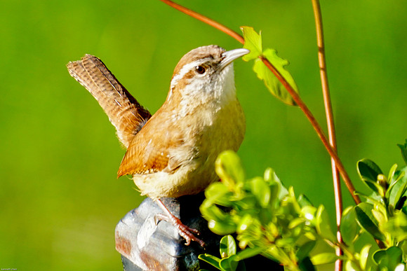 Caroline Wren