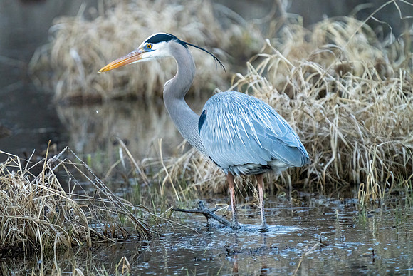 Great Blue Heron