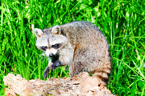 Common Raccoon