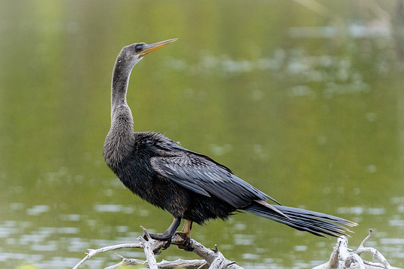 Anhinga