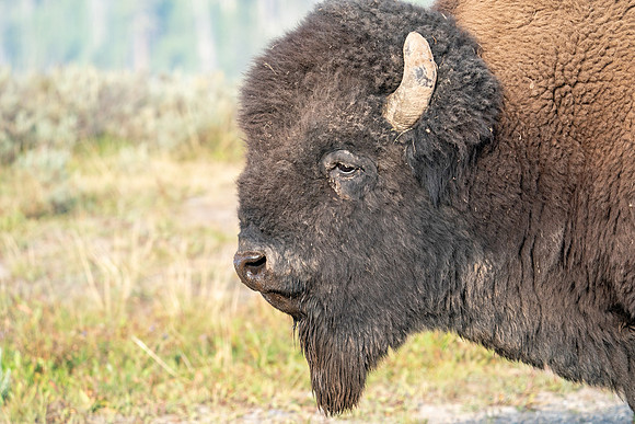 Bison