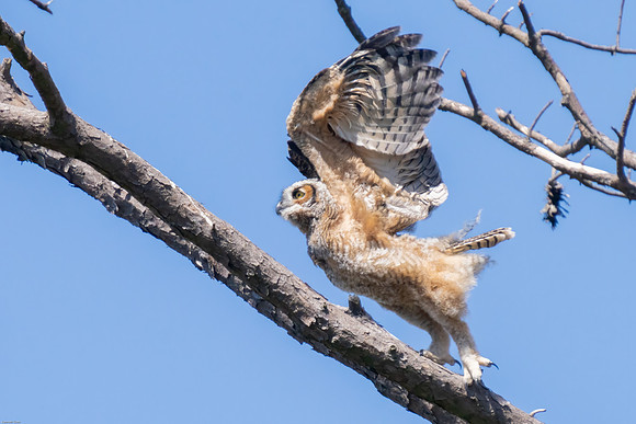 Great-horned owlet's first fly