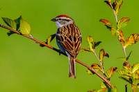 Chipping Sparrow