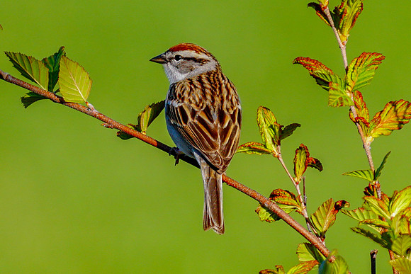 Chipping Sparrow