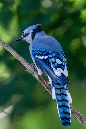 Bluejay