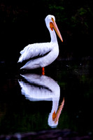 American White pelican