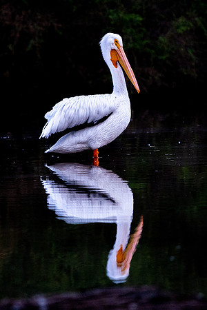 American White pelican