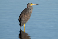 Tri-colored Heron