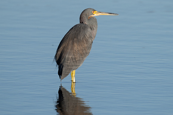 Tri-colored Heron