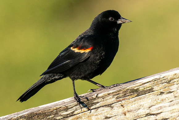Red-winged Blackbird