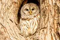 Barred Owl