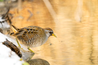 Sora Rail