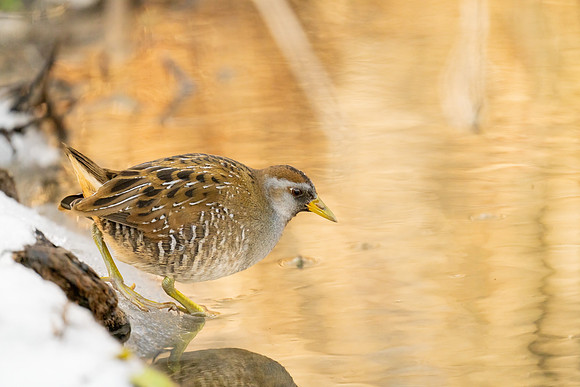 Sora Rail