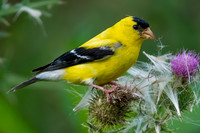 American Goldfinch