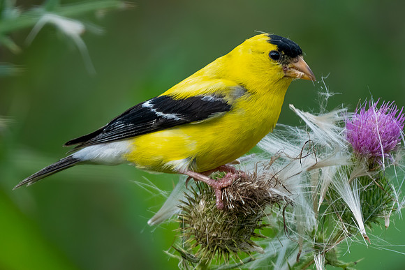 American Goldfinch