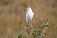 Little Blue Heron