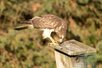 Red-shouldered Hawk