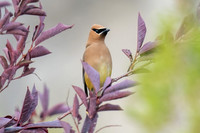 Cedar Waxwing