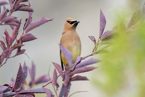 Cedar Waxwing