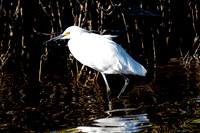 Snowy Egret
