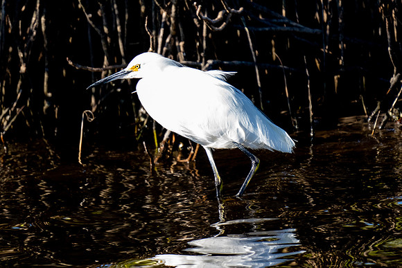 Snowy Egret