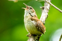Caroline Wren