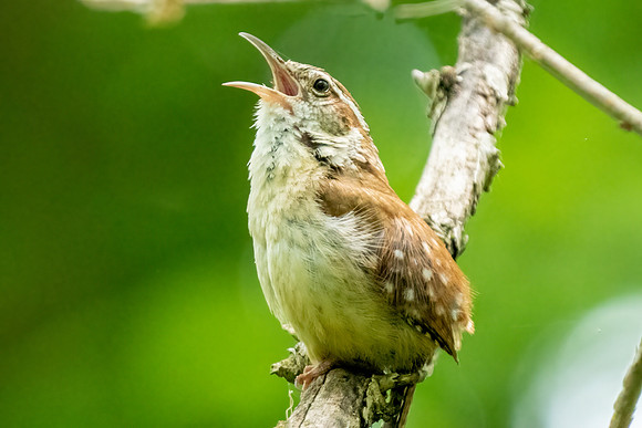 Caroline Wren