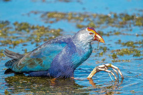 Purple Gallinule