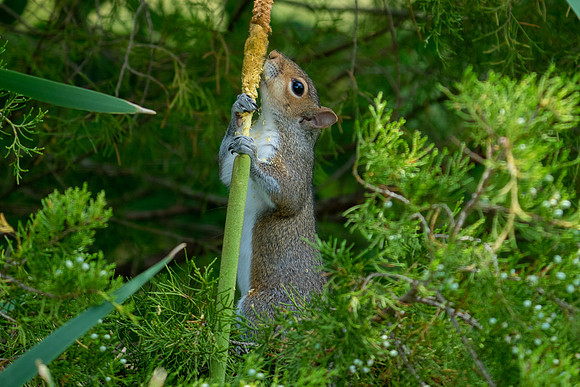 Squirrel