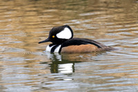 Male Hooded Merganser