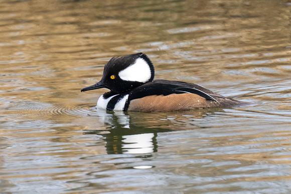 Male Hooded Merganser