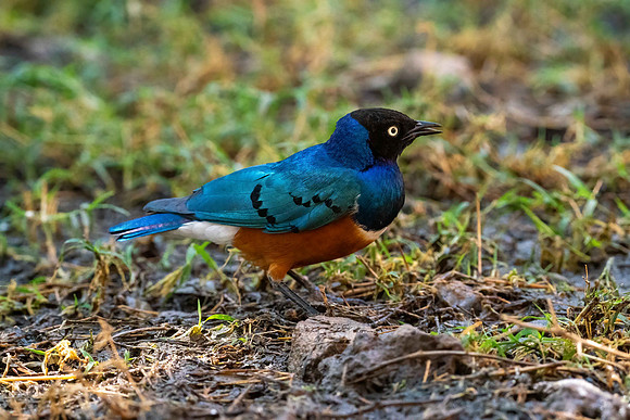 _A952545-Edit