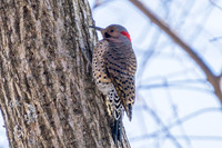Northern Flicker