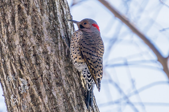 Northern Flicker