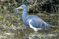 Tri-colored Heron