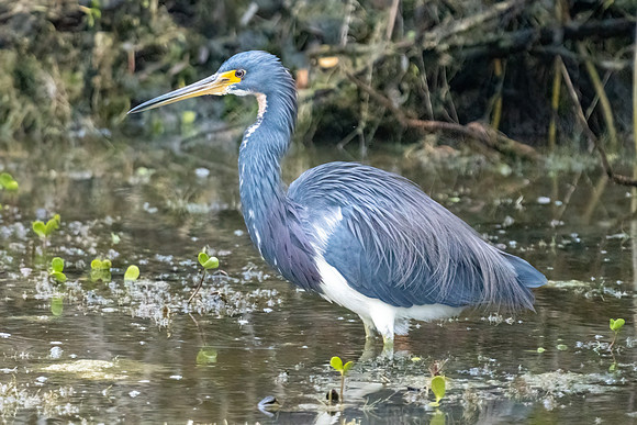 Tri-colored Heron