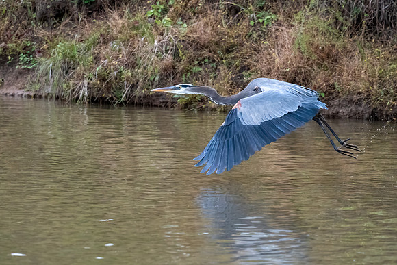 Great Blue Heron in Fly
