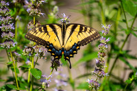 Monarch