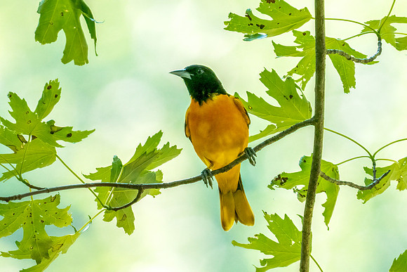 Baltimore Oriole