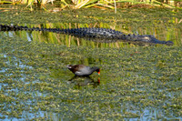 Aligator