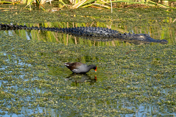 Aligator