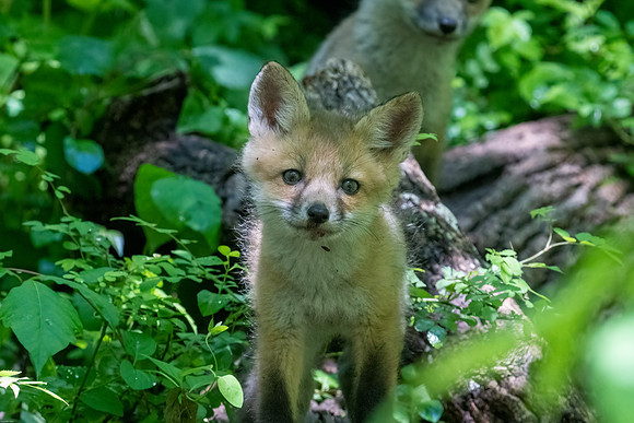 red fox kits