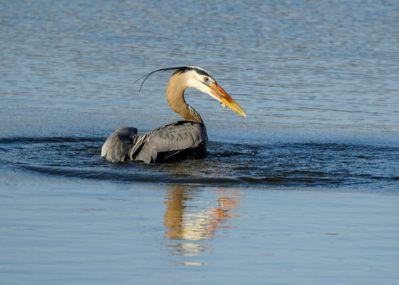 Great Blue Heron