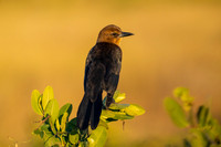 Boat-tailed Grackle