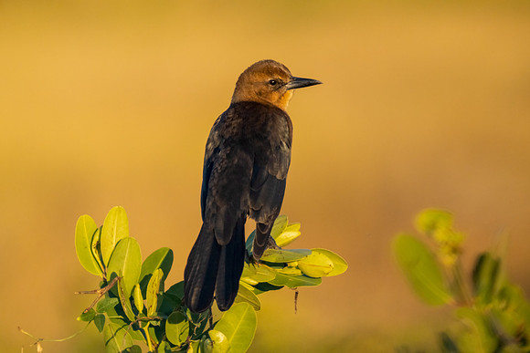 Boat-tailed Grackle