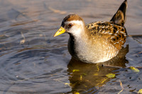 Sora Rail