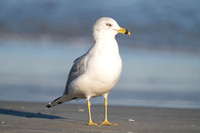 Ring-billed Gull