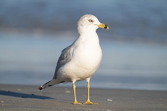 Ring-billed Gull