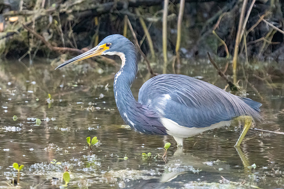 Tri-colored Heron